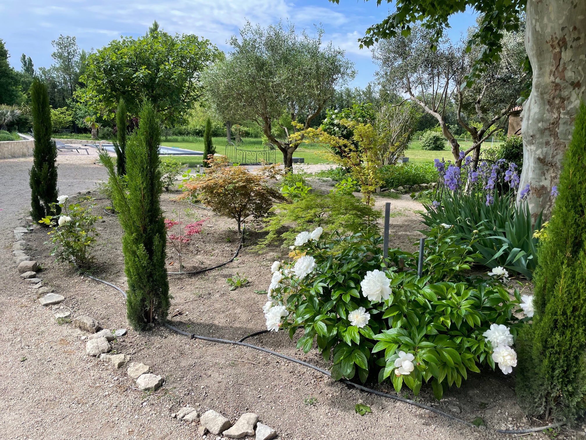 iris pivoines