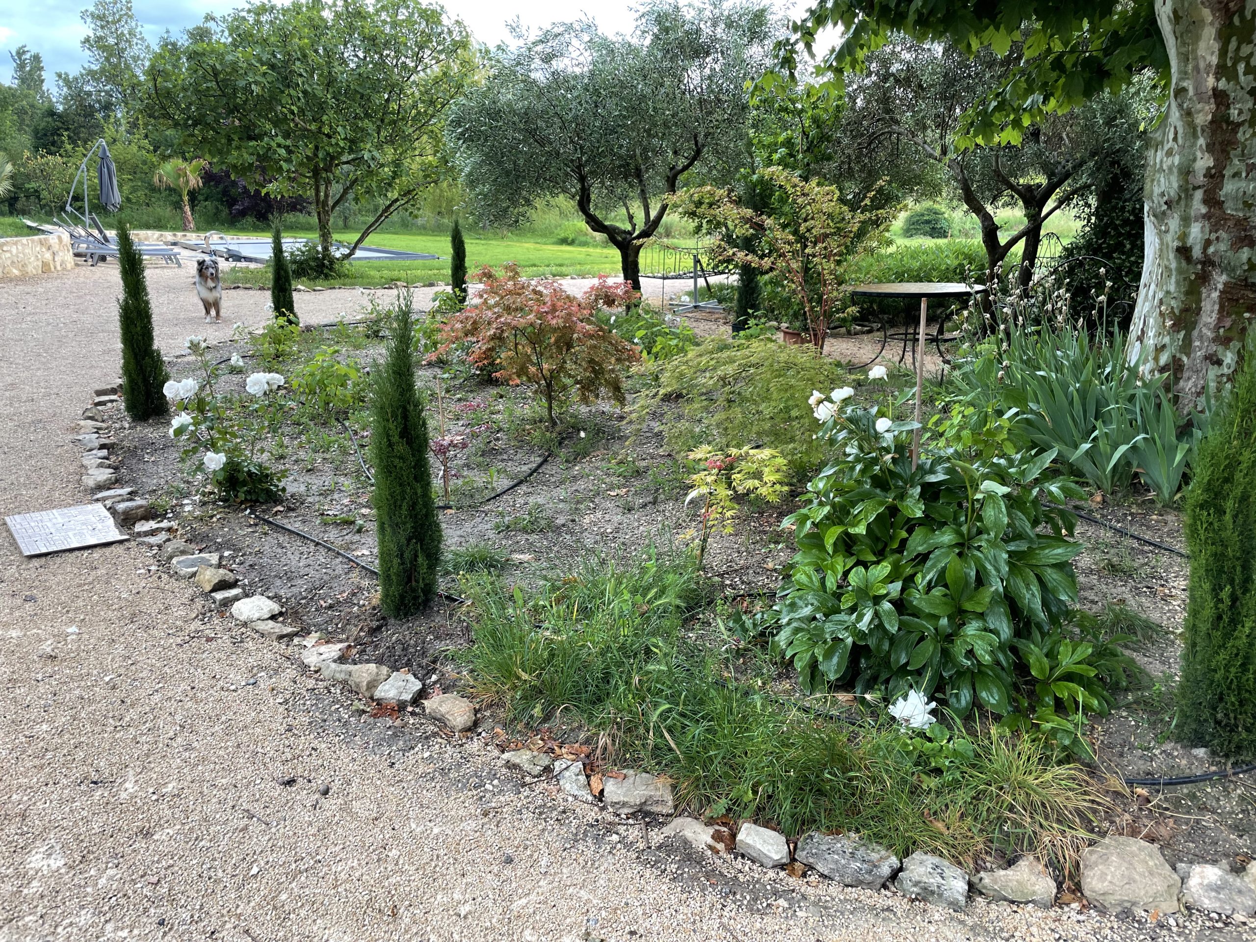 verveine massif